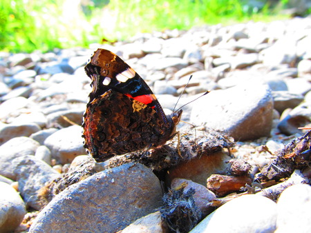 Butterflyの写真素材