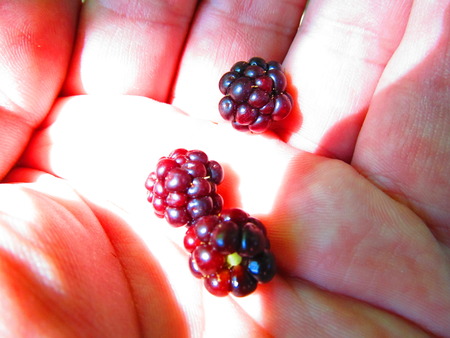 Small Blackberriesの写真素材