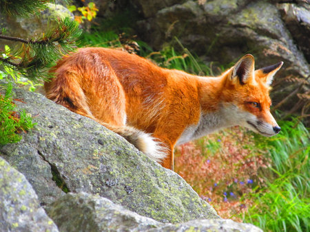 Fox in High Tatras