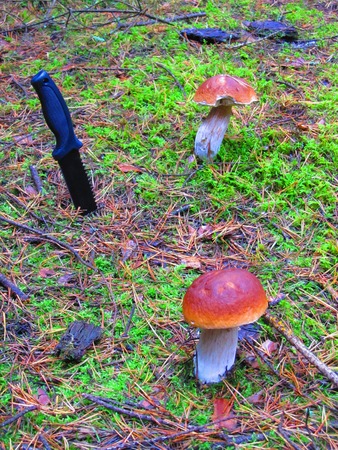 Mushrooms with Knifeの写真素材