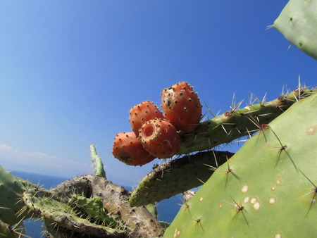 Cactus Fruitの写真素材