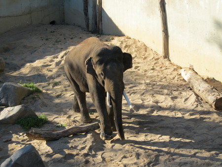 Elephant in zooの写真素材