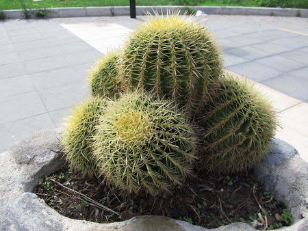 cactusの写真素材