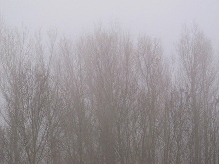Mist Treesの写真素材