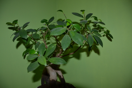 Ficus Ginsengの写真素材