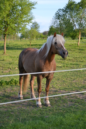 Horseの写真素材