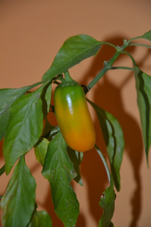 Pepperの写真素材