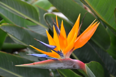 Madeira Exotic Flowerの写真素材