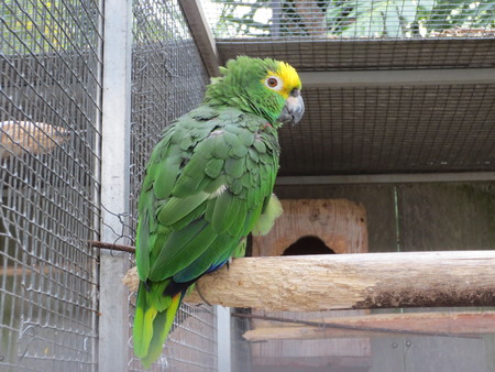 Green Parrotの写真素材