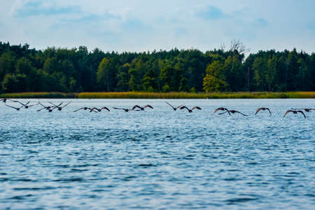 A flock of geese flies over the lake on a sunny day.の写真素材