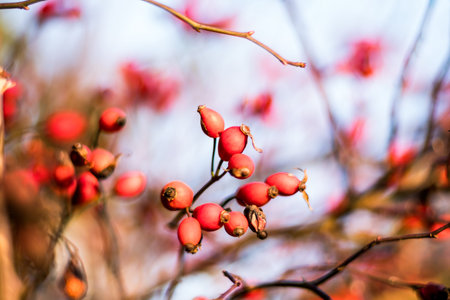 Red rosehip berries on a branch in autumn, close-up