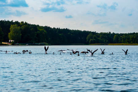 A flock of cormorants flies over the lake in summerの写真素材