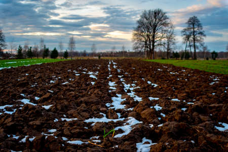 Plowed field with snow and trees at sunset in winter, Polandの写真素材