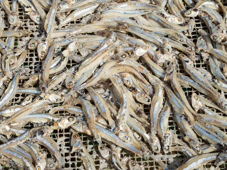 Women drying fish, traditional vietnamese food ingredient, Phu Quoc island, South Vietnamの写真素材