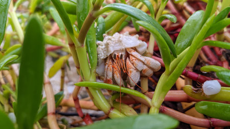 Red hermit crab in a shell on a beach in Maldives nature vegetationの写真素材