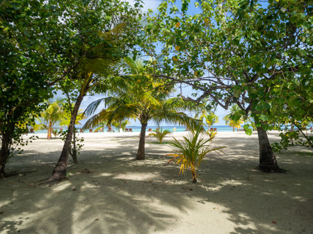 Maldives tropical islands panoramic scene, idyllic beach palm tree vegetation and clear water Indian ocean sea, tourist resort holiday vacationの写真素材