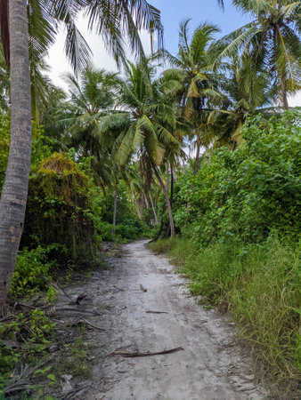 Tropical forest walk path, road between palm coconut trees, exotic island vegetation. travel holiday vacationの写真素材