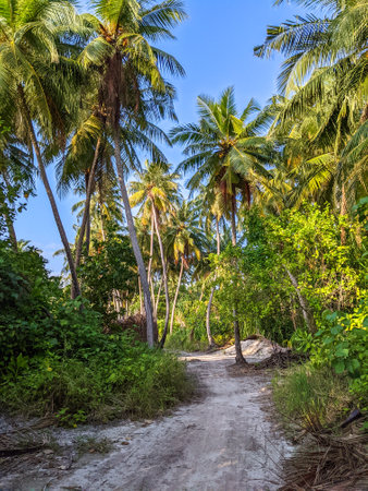 Tropical forest walk path, road between palm coconut trees, exotic island vegetation. travel holiday vacationの写真素材