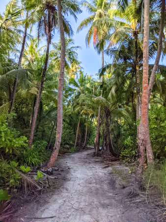 Tropical forest walk path, road between palm coconut trees, exotic island vegetation. travel holiday vacationの写真素材