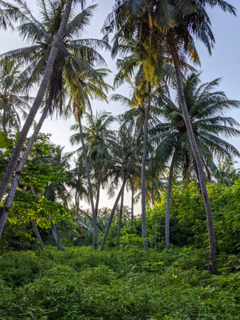 Tropical forest walk path, road between palm coconut trees, exotic island vegetation. travel holiday vacationの写真素材