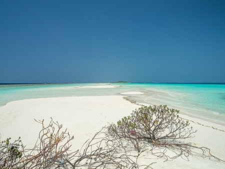 Maldives tropical islands panoramic scene, idyllic beach palm tree vegetation and clear water Indian ocean sea, tourist resort holiday vacationの写真素材