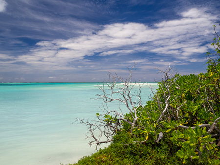 Maldives tropical islands panoramic scene, idyllic beach palm tree vegetation and clear water Indian ocean sea, tourist resort holiday vacationの写真素材