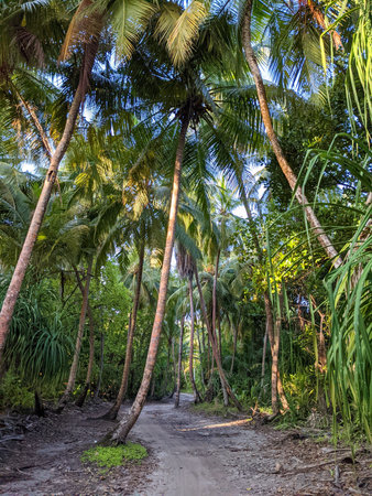 Tropical forest walk path, road between palm coconut trees, exotic island vegetation. travel holiday...