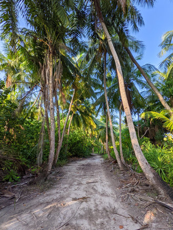 Tropical forest walk path, road between palm coconut trees, exotic island vegetation. travel holiday...