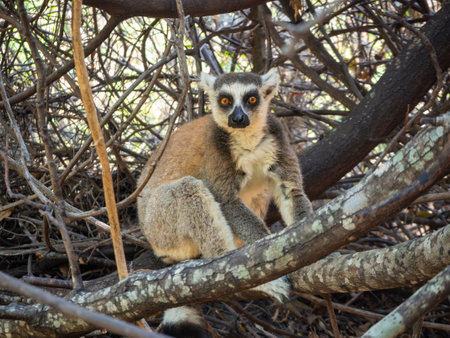 Ring-tailed lemur catta kata, Tropical forest jungle in Madagascar islandの写真素材