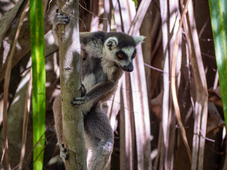 Ring-tailed lemur catta kata, Tropical forest jungle in Madagascar islandの写真素材