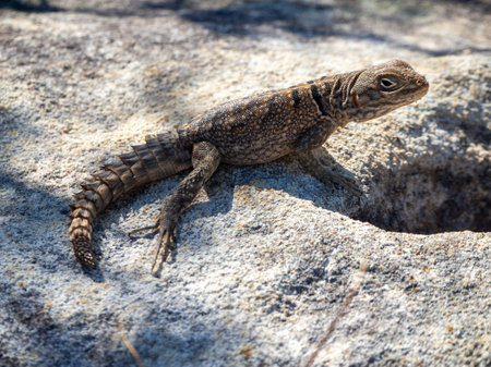 Madagascar spotted spiny-tailed iguana, Madagascar island tropical forest jungle lizardの写真素材