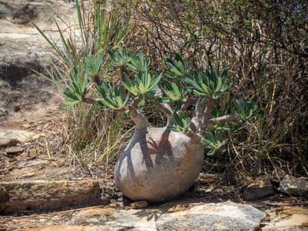 Landscapes of the island of Madagascar, Central Highlands Isalo National Parkの写真素材