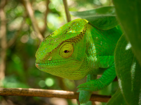 Parsons chameleon, Madagascar island tropical forest jungle chameleonの写真素材