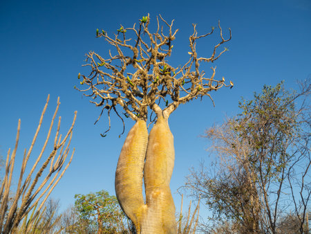Landscapes of the island of Madagascar, Central Highlands baobab tree forestの写真素材
