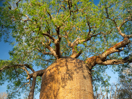 Landscapes of the island of Madagascar, Central Highlands baobab tree forestの写真素材