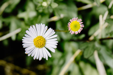 The beautiful white daisy or Erigeron karvinskianus is set against a blurry bush background