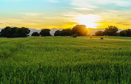 sunset landscape with threes and bushes and mountains in background