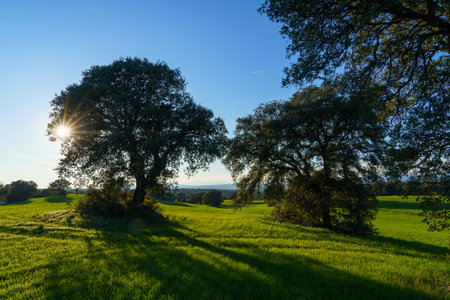 tree with sun with lightning behind in a green meadow field green grass and shadows