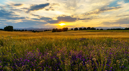 Sunset over corn gold fields with trees, mountains and sunbeam and flowers on the front