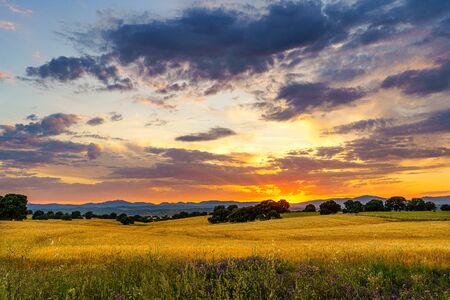 Sunset over corn gold fields with trees, mountains, clouds and sunbeam and flowers on the frontの写真素材
