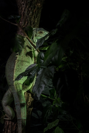 iguana on a tree crawling and posingの写真素材
