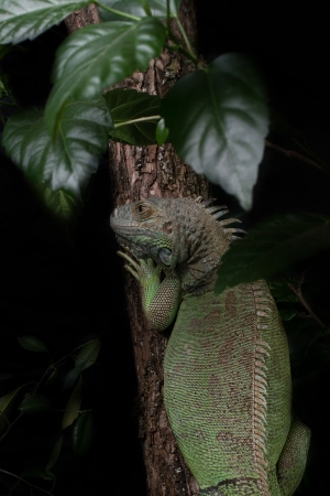iguana on a tree crawling and posingの写真素材