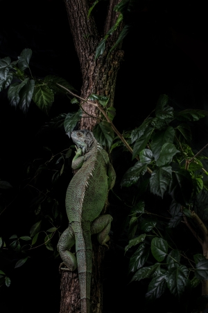 iguana on a tree crawling and posingの写真素材
