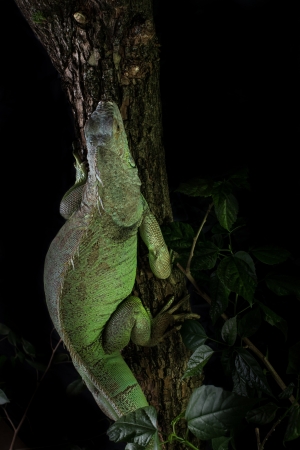 iguana on a tree crawling and posingの写真素材