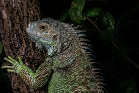 iguana on a tree crawling and posingの写真素材