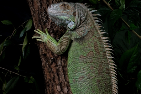 iguana on a tree crawling and posingの写真素材