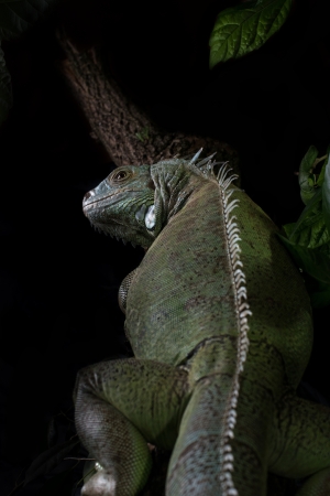 iguana on a tree crawling and posingの写真素材