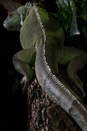 iguana on a tree crawling and posingの写真素材