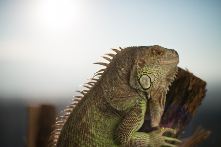 iguana crawling on a piece of wood and posingの写真素材