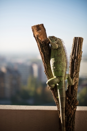 iguana crawling on a piece of wood and posingの写真素材
